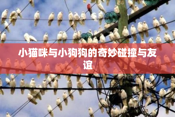 小猫咪与小狗狗的奇妙碰撞与友谊