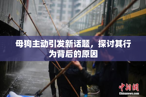 母狗主动引发新话题，探讨其行为背后的原因
