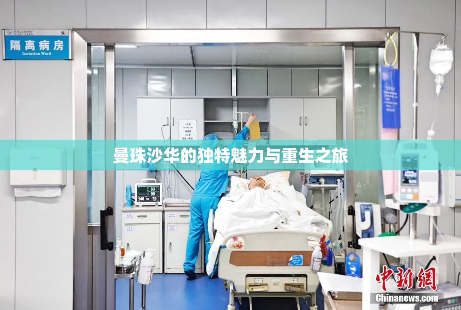曼珠沙华的独特魅力与重生之旅