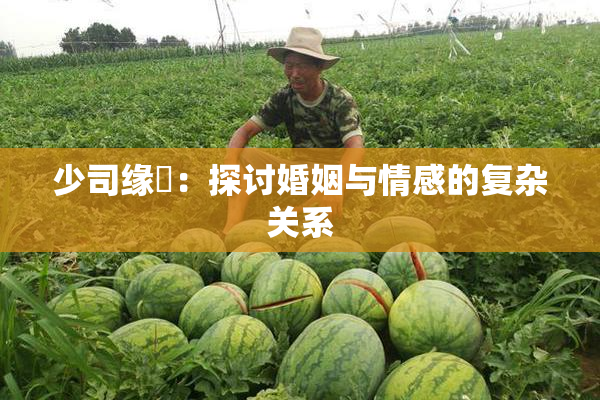 少司缘婬：探讨婚姻与情感的复杂关系