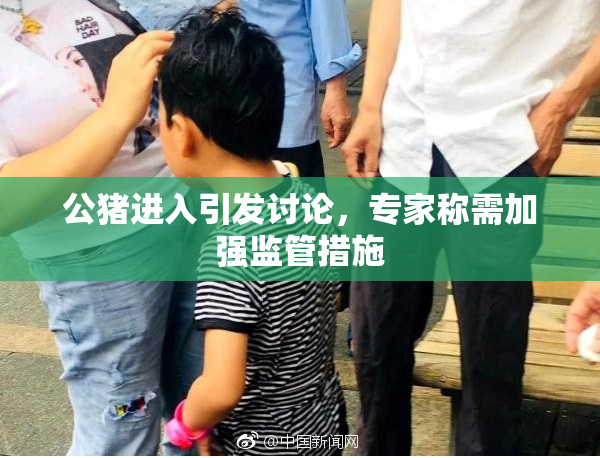 公猪进入引发讨论，专家称需加强监管措施