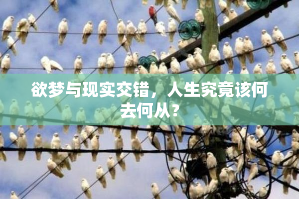 欲梦与现实交错，人生究竟该何去何从？