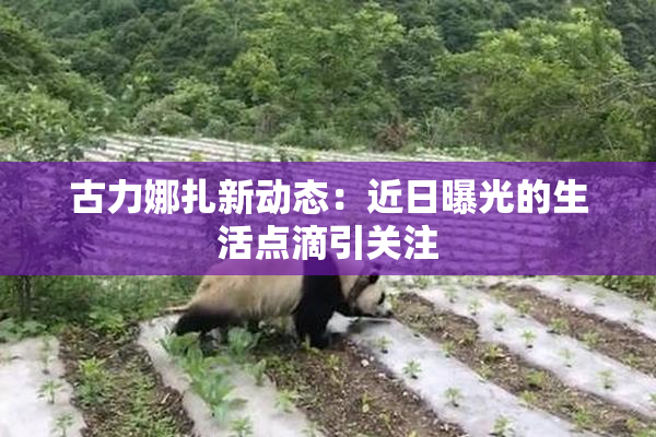 古力娜扎新动态：近日曝光的生活点滴引关注