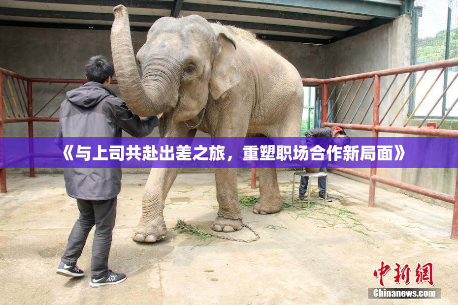 《与上司共赴出差之旅，重塑职场合作新局面》