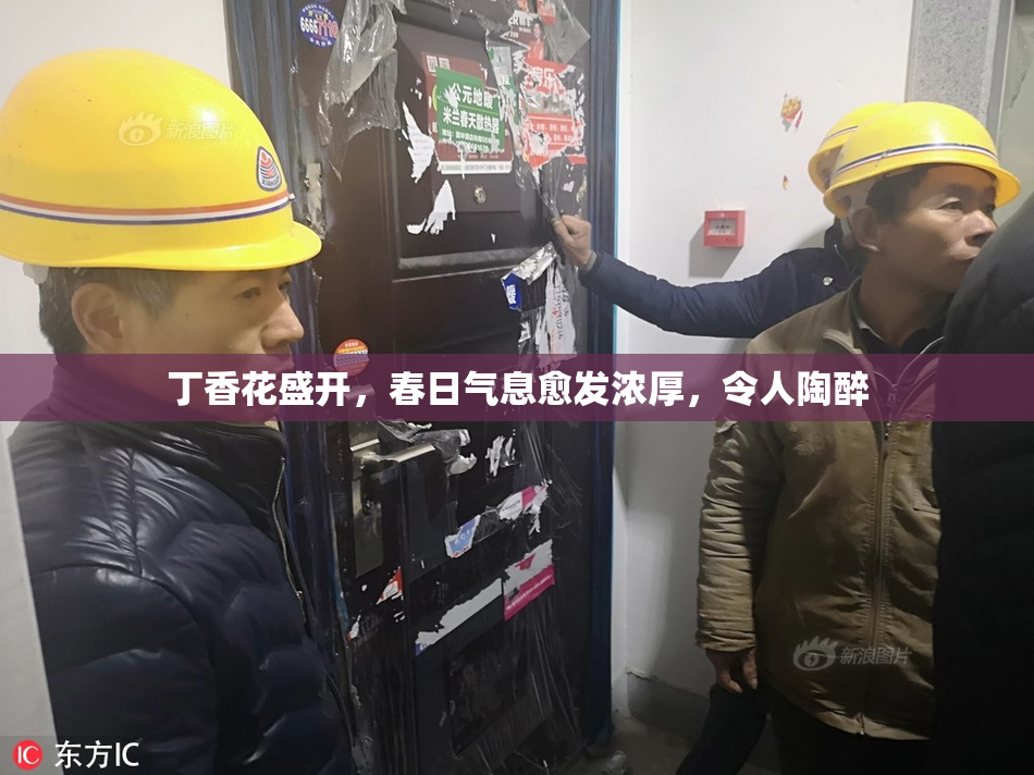 丁香花盛开，春日气息愈发浓厚，令人陶醉
