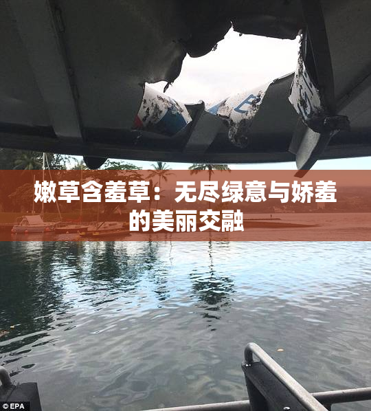 嫩草含羞草：无尽绿意与娇羞的美丽交融