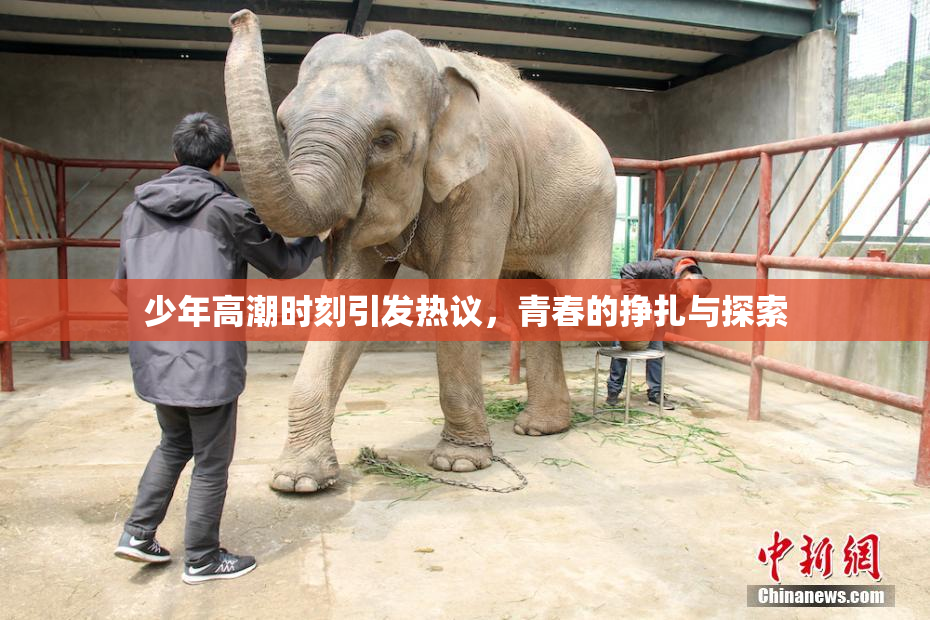 少年高潮时刻引发热议，青春的挣扎与探索