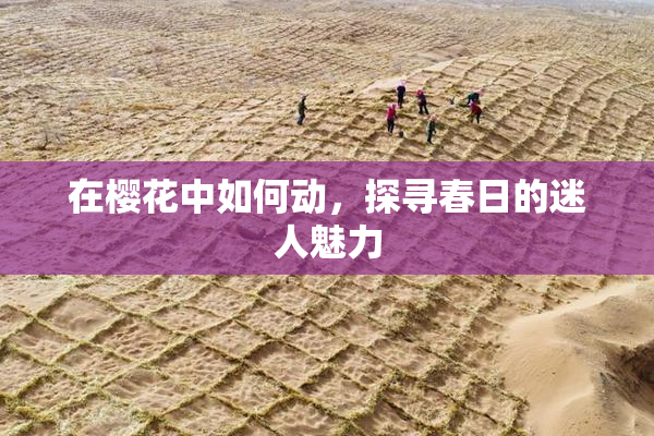 在樱花中如何动，探寻春日的迷人魅力