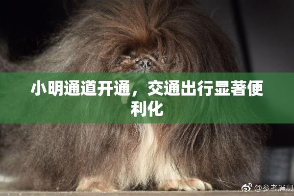小明通道开通，交通出行显著便利化