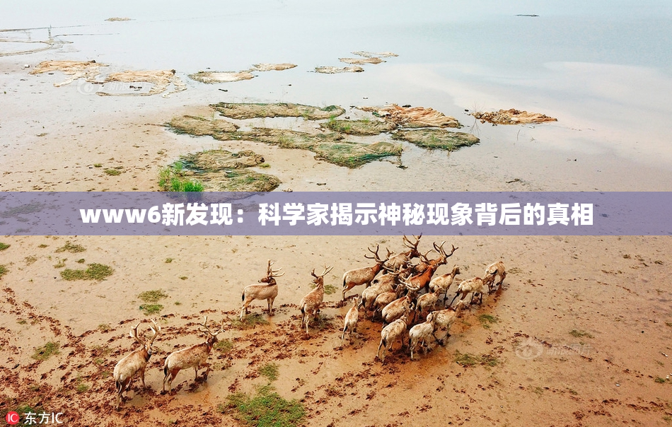 www6新发现：科学家揭示神秘现象背后的真相