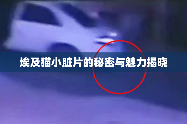 埃及猫小脏片的秘密与魅力揭晓