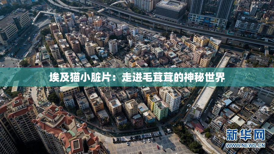 埃及猫小脏片：走进毛茸茸的神秘世界