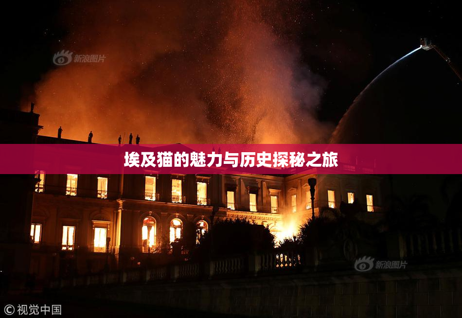 埃及猫的魅力与历史探秘之旅