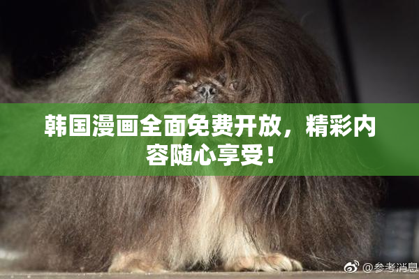 韩国漫画全面免费开放，精彩内容随心享受！
