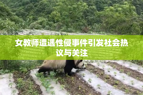 女教师遭遇性侵事件引发社会热议与关注