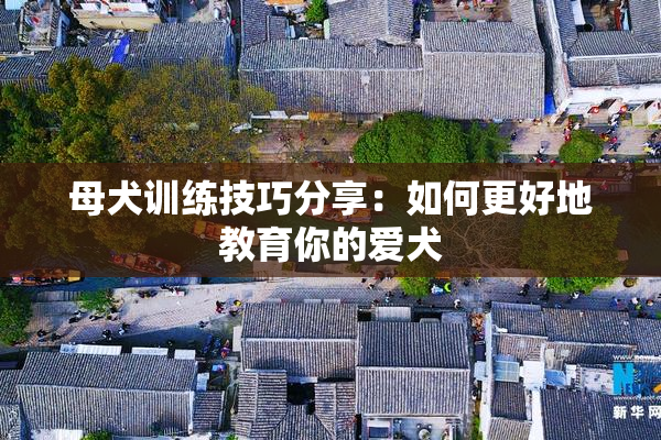 母犬训练技巧分享：如何更好地教育你的爱犬