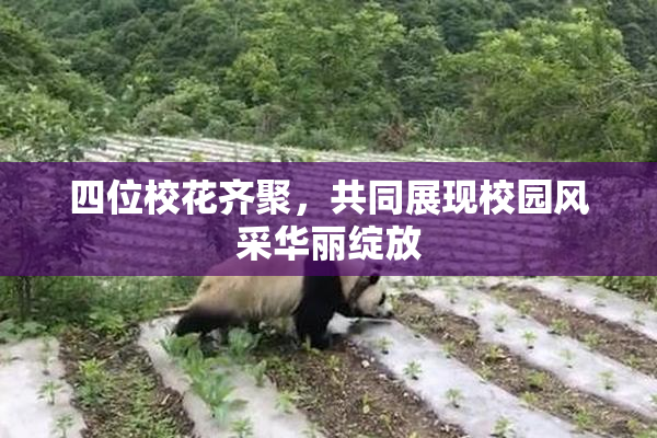 四位校花齐聚，共同展现校园风采华丽绽放