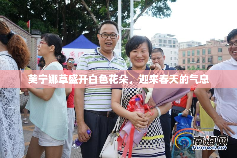 芙宁娜草盛开白色花朵，迎来春天的气息