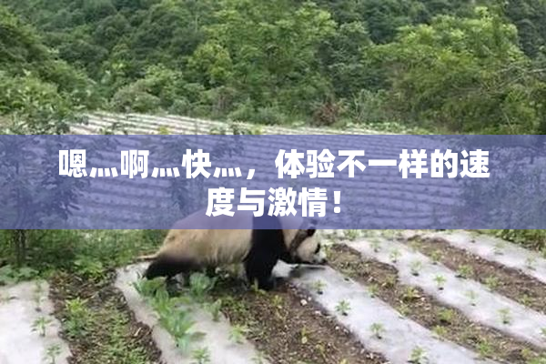嗯灬啊灬快灬，体验不一样的速度与激情！