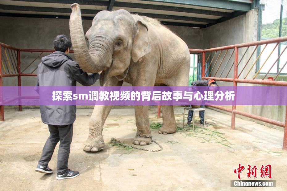 探索sm调教视频的背后故事与心理分析