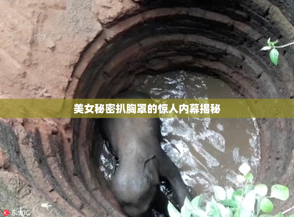美女秘密扒胸罩的惊人内幕揭秘