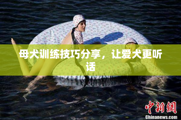 母犬训练技巧分享，让爱犬更听话