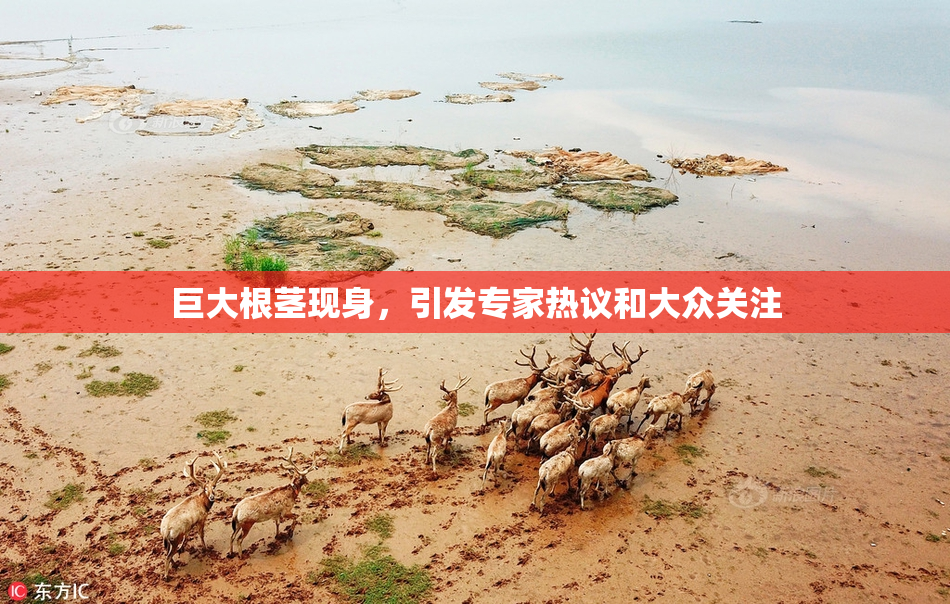 巨大根茎现身，引发专家热议和大众关注