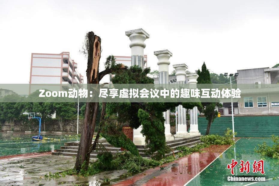 Zoom动物：尽享虚拟会议中的趣味互动体验