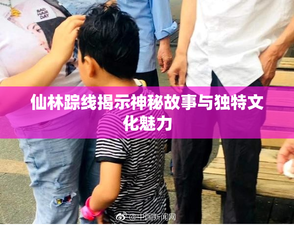 仙林踪线揭示神秘故事与独特文化魅力