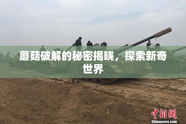 蘑菇破解的秘密揭晓，探索新奇世界