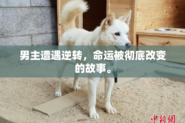 男主遭遇逆转，命运被彻底改变的故事。