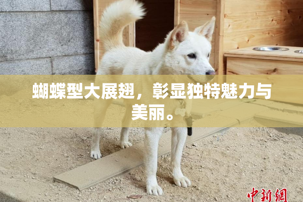蝴蝶型大展翅，彰显独特魅力与美丽。