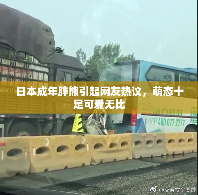 日本成年胖熊引起网友热议，萌态十足可爱无比