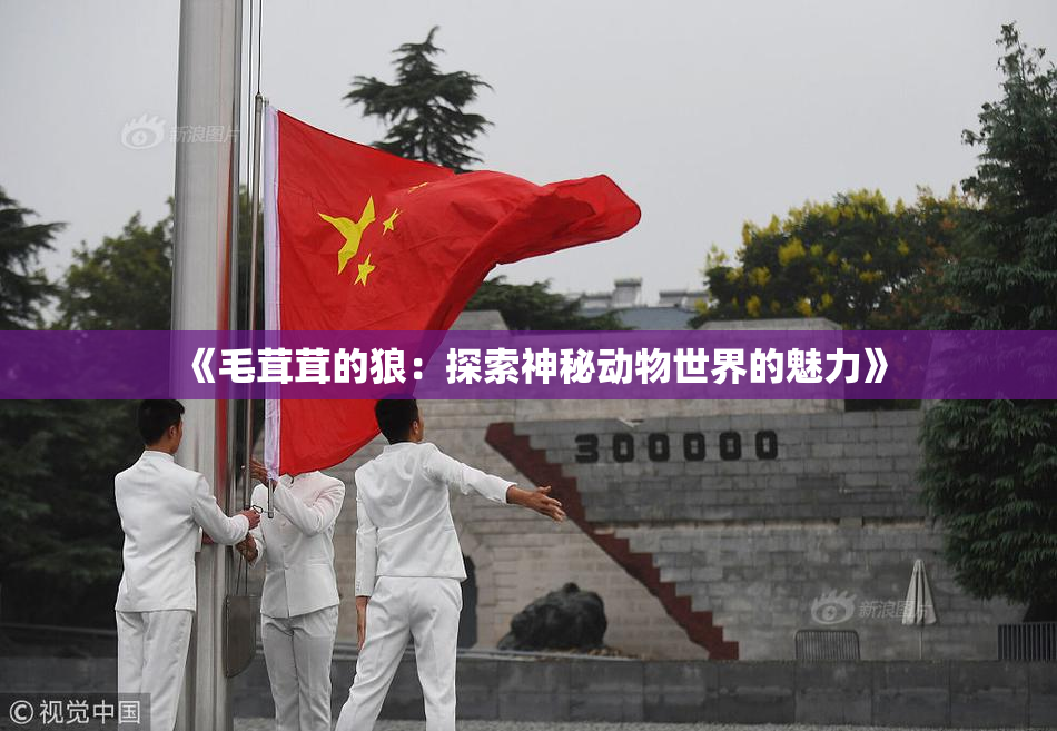 《毛茸茸的狼：探索神秘动物世界的魅力》