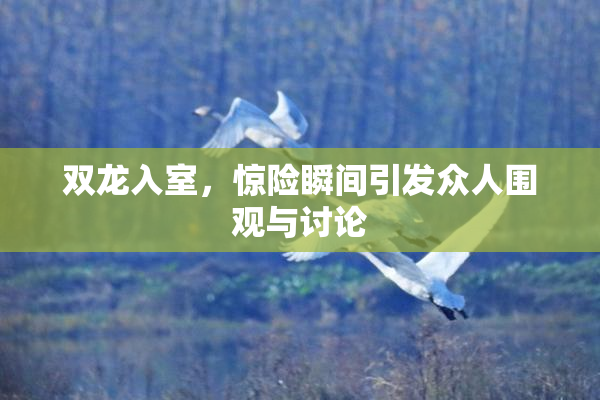 双龙入室，惊险瞬间引发众人围观与讨论