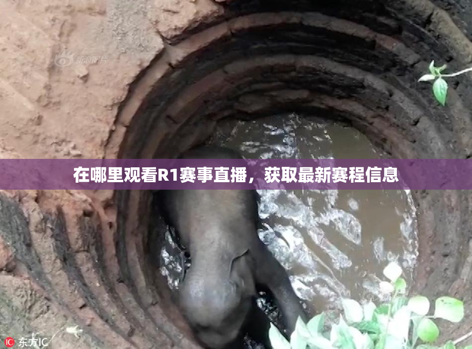 在哪里观看R1赛事直播，获取最新赛程信息