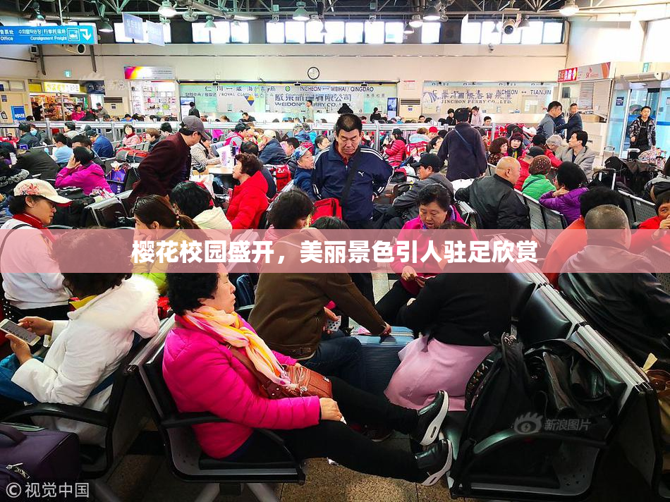 樱花校园盛开，美丽景色引人驻足欣赏
