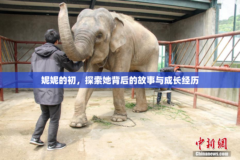 妮妮的初，探索她背后的故事与成长经历