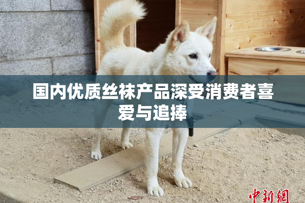 国内优质丝袜产品深受消费者喜爱与追捧