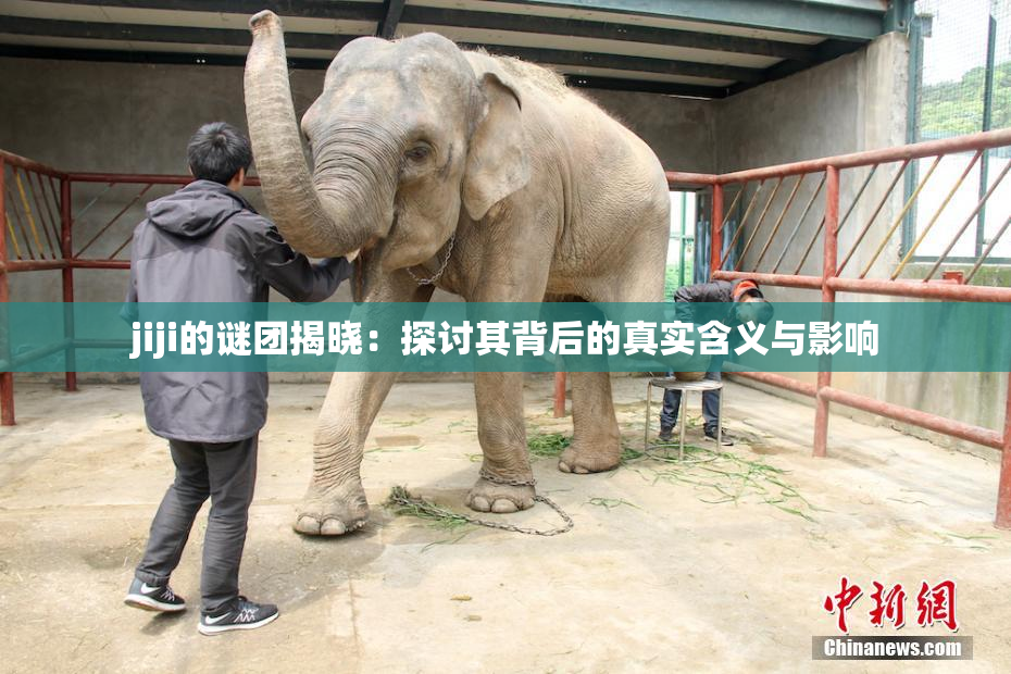 jiji的谜团揭晓：探讨其背后的真实含义与影响