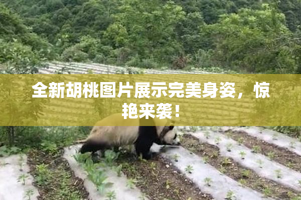 全新胡桃图片展示完美身姿，惊艳来袭！