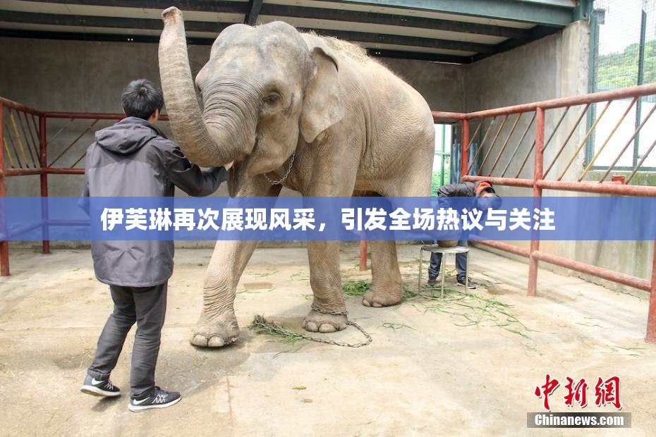 伊芙琳再次展现风采，引发全场热议与关注