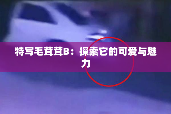 特写毛茸茸B：探索它的可爱与魅力