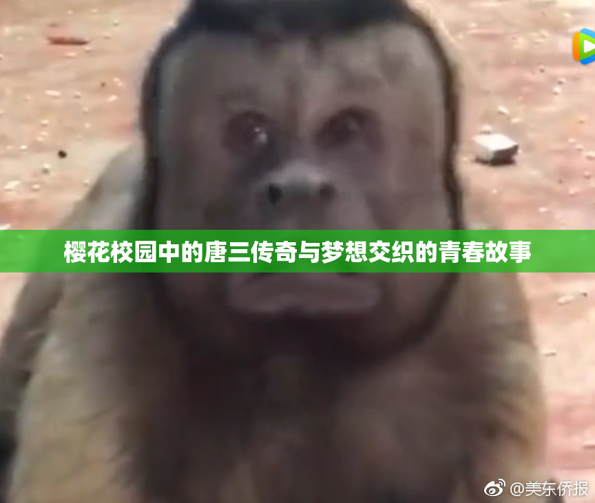 樱花校园中的唐三传奇与梦想交织的青春故事
