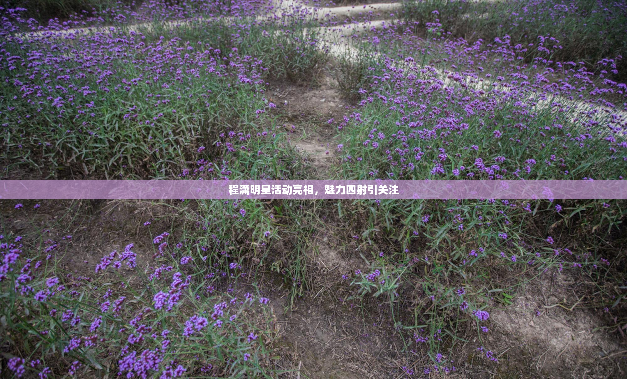程潇明星活动亮相，魅力四射引关注