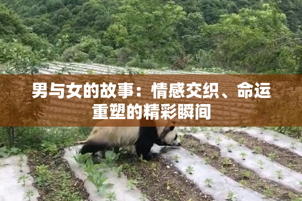 男与女的故事：情感交织、命运重塑的精彩瞬间
