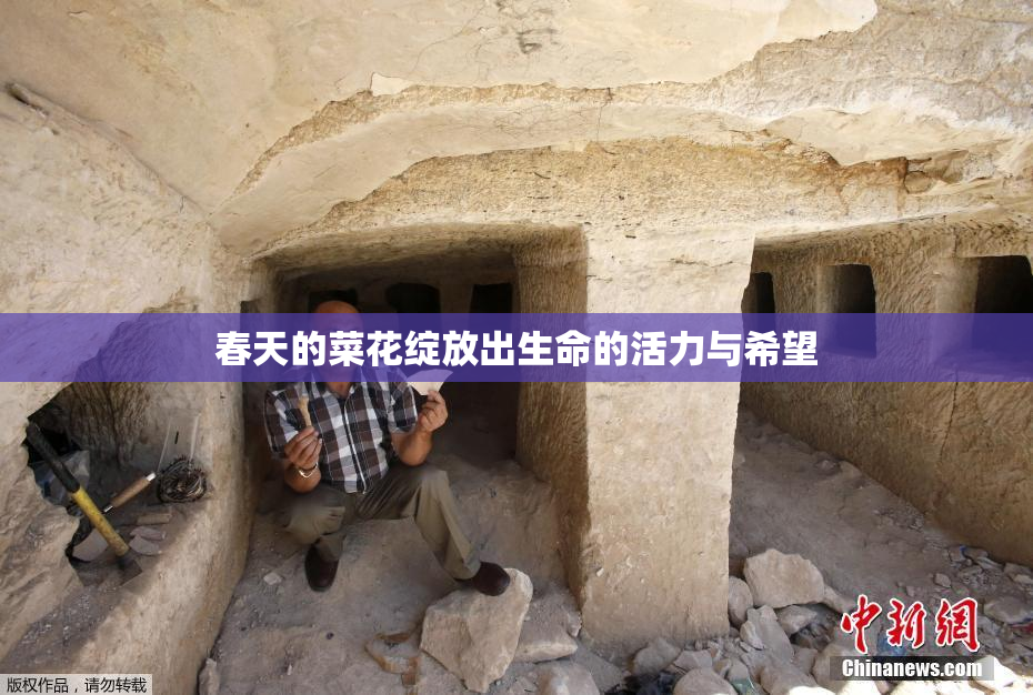春天的菜花绽放出生命的活力与希望