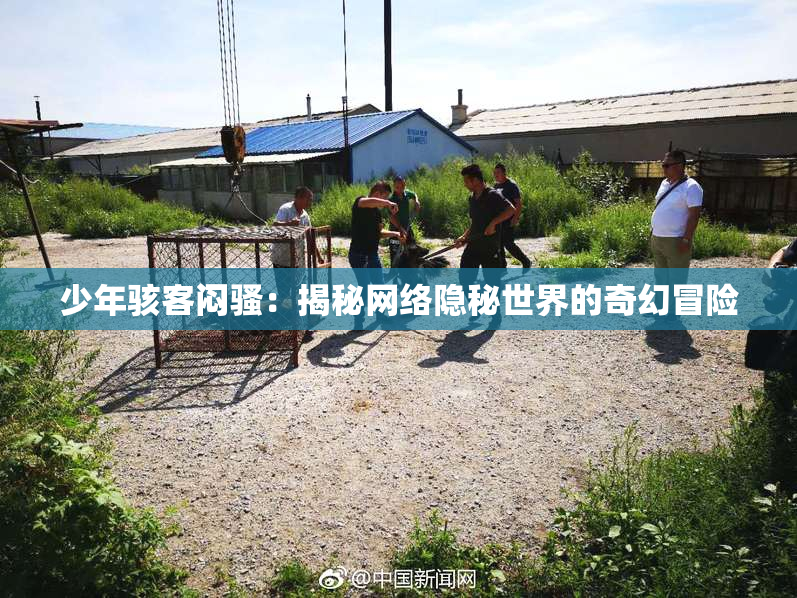 少年骇客闷骚：揭秘网络隐秘世界的奇幻冒险