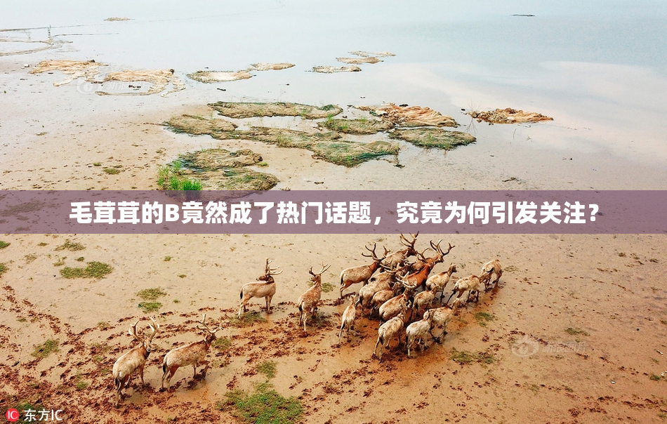 毛茸茸的B竟然成了热门话题，究竟为何引发关注？