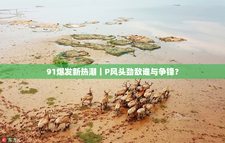 91爆发新热潮丨P风头劲敌谁与争锋？